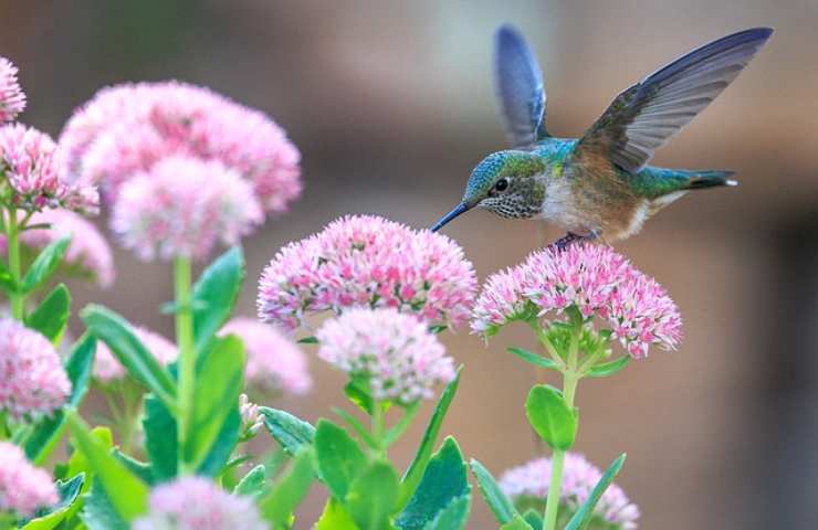 Come allontanare i volatili dal giardino