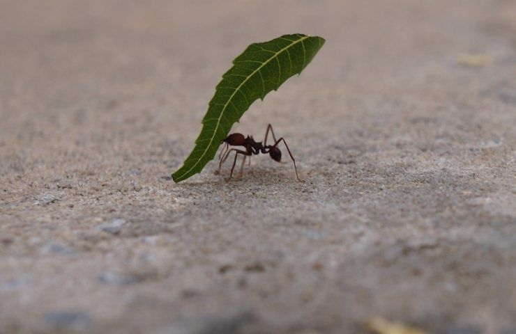 Una formica mentre trasporta una foglia