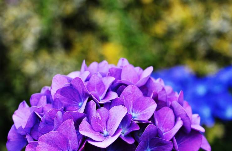 Una pianta di ortensie color lilla