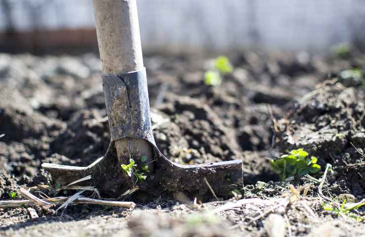 Una vanga in un orto di casa