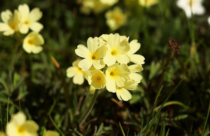 Fiori gialli primula