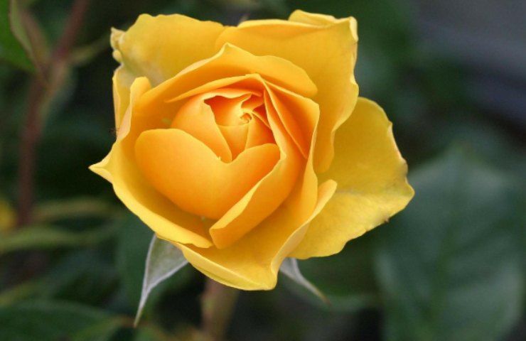 Rosa gialla