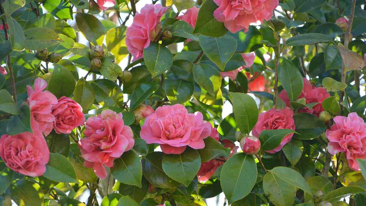 camelia fiori secchi