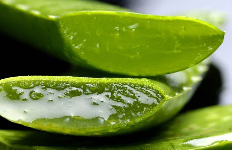 Aloe