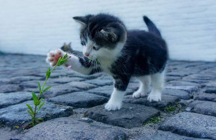 Gatto