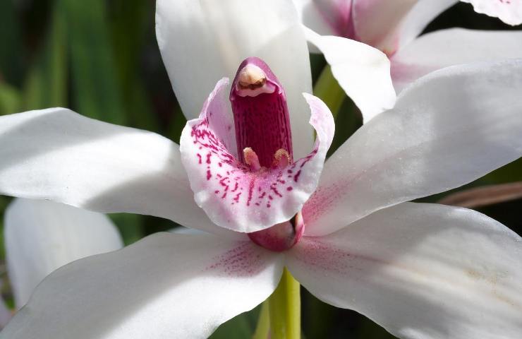 Cymbidium orchidea consigli