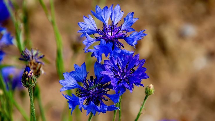 fiordaliso blu per la cura della pelle 