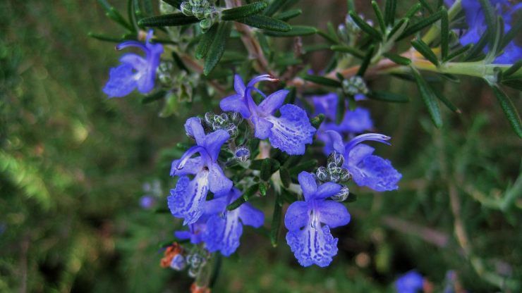 rosmarino usi fiori