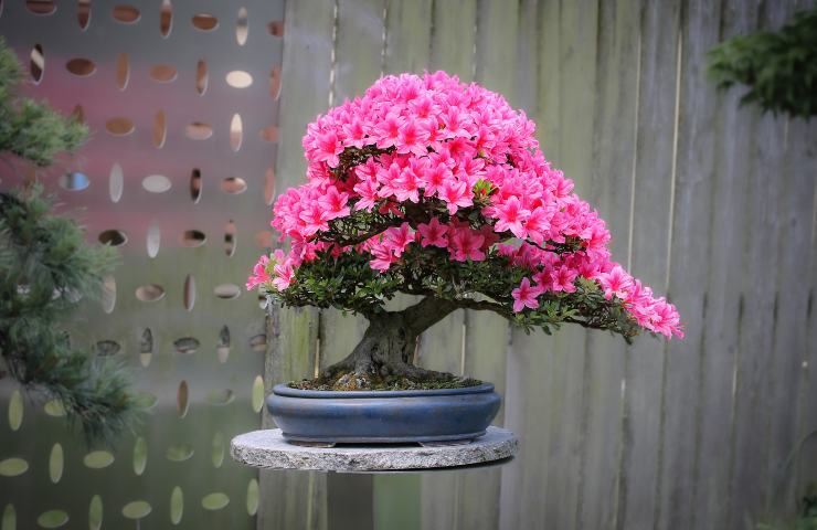 Pianta fiori