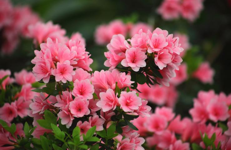 Azalea