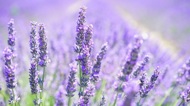 lavanda