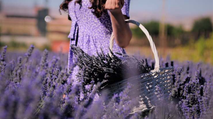 campo di lavanda 