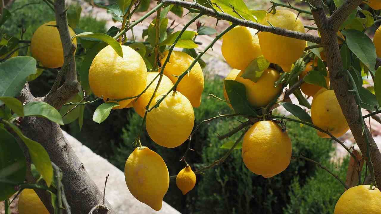 limoni pianta
