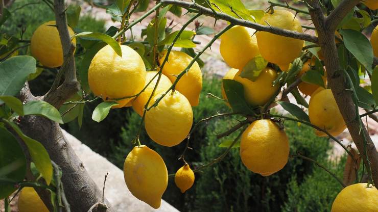 limoni sulla pianta 