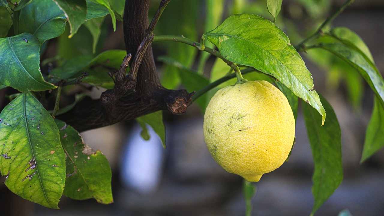patina scura limoni pianta