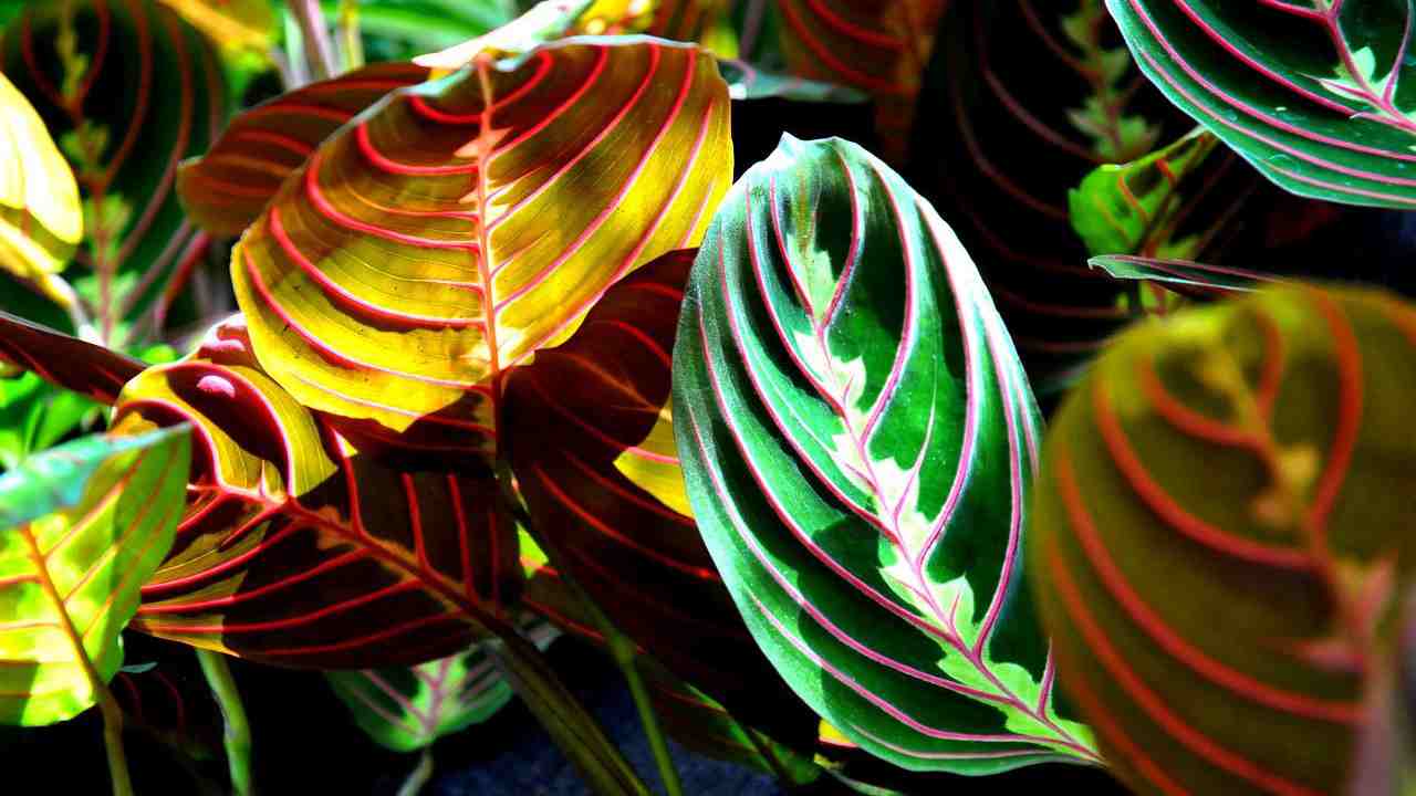 piante luce indiretta