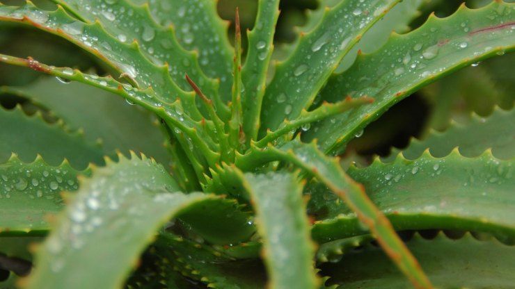 Foglie di aloe