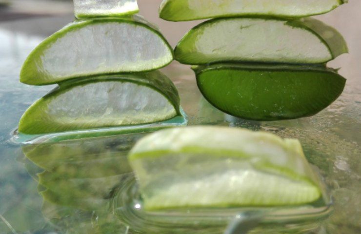 Aloe vera