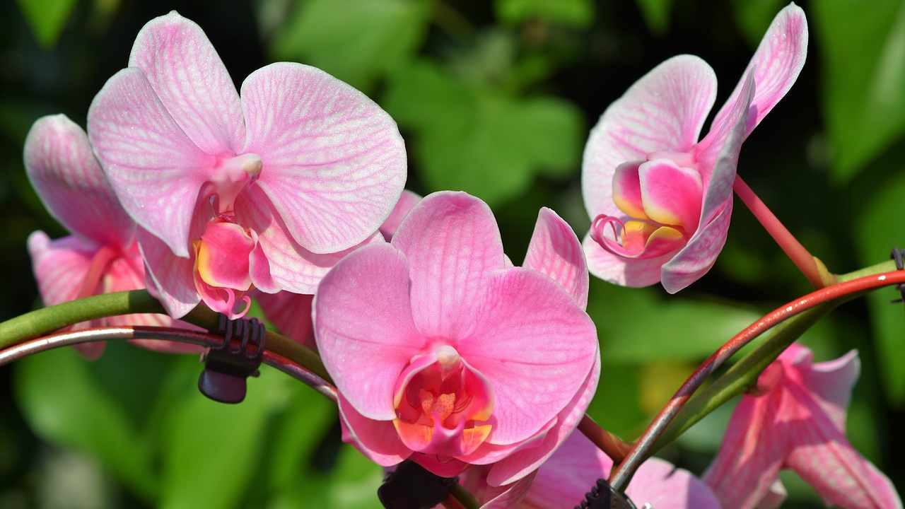 Orchidea trucco esperti