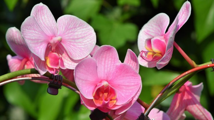 orchidea trattamento 