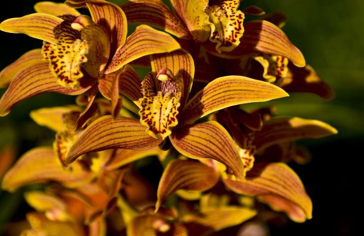 Orchidea