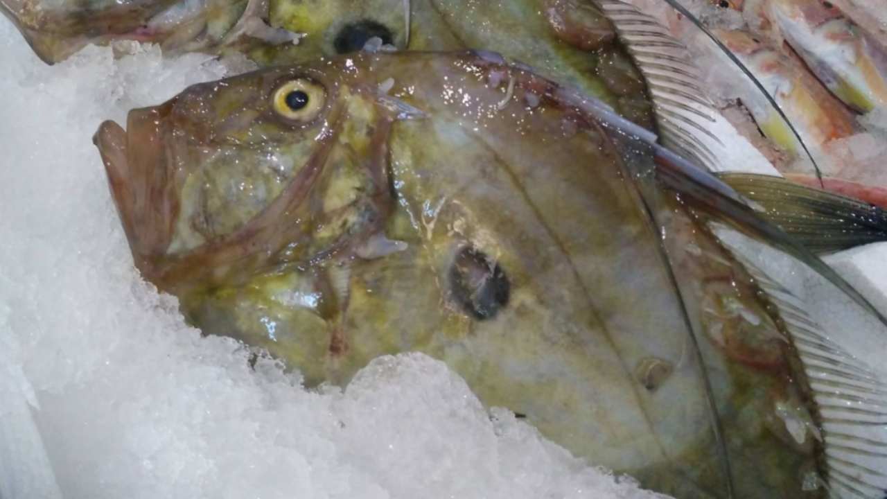 pesce san pietro