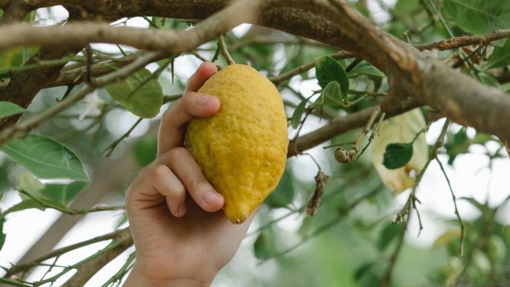 pianta di limone 