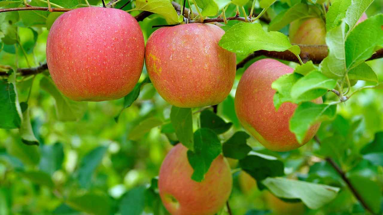 pianta di mele semi frutto