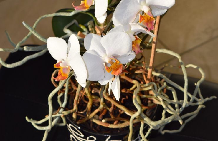 Radici orchidea 