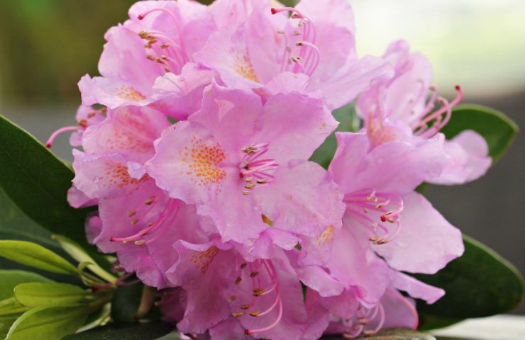 Azalea