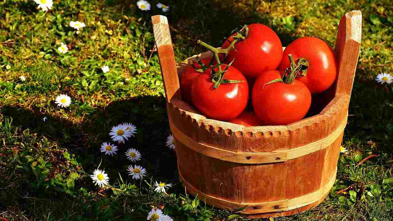 pomodori orto piantare vicino