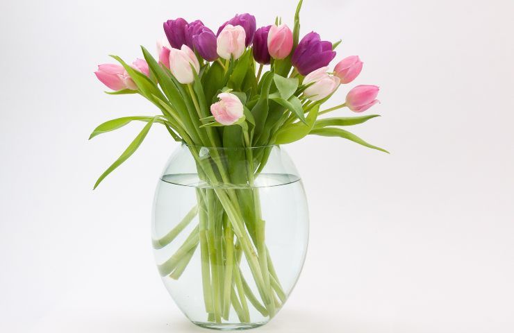 bulbi tulipani