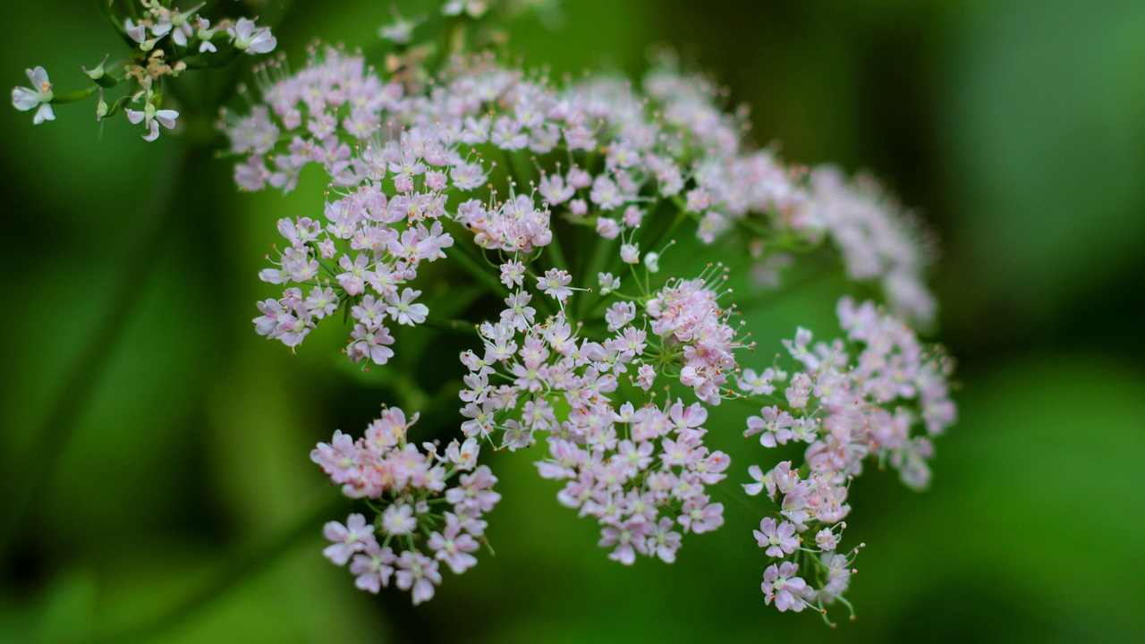 valeriana effetti collaterali