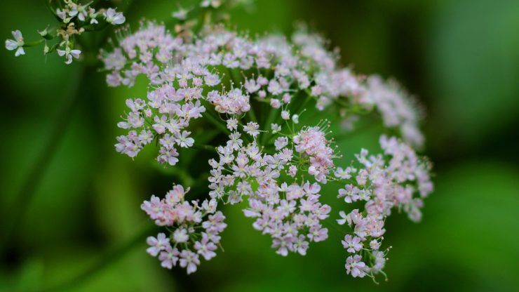 valeriana proprietà