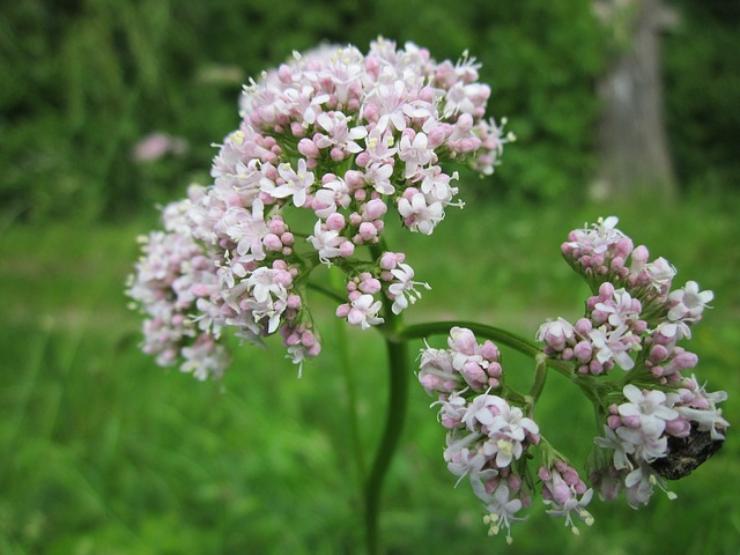 valeriana officinalis