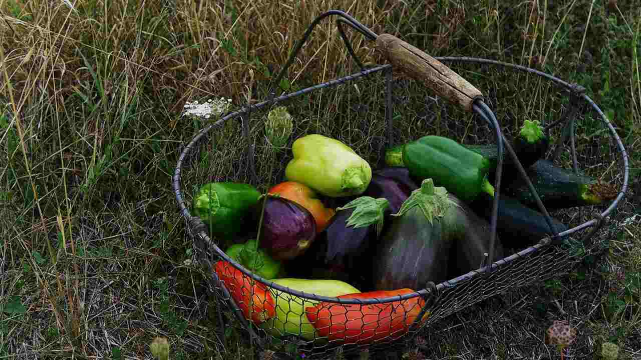 cosa trapiantare maggio orto
