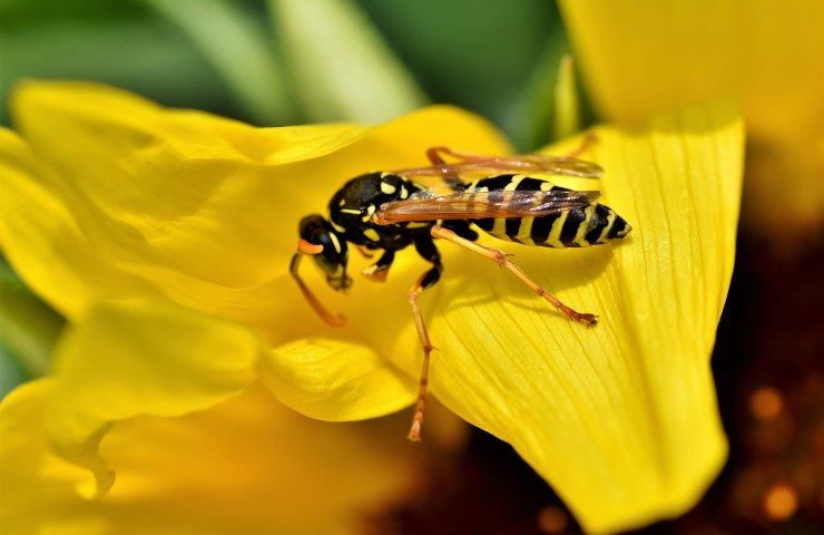 Pianta vespa