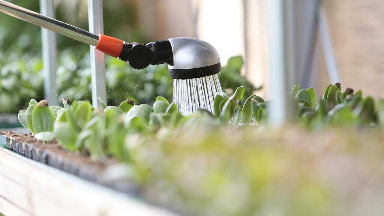 Annaffiare piante modo perfetto