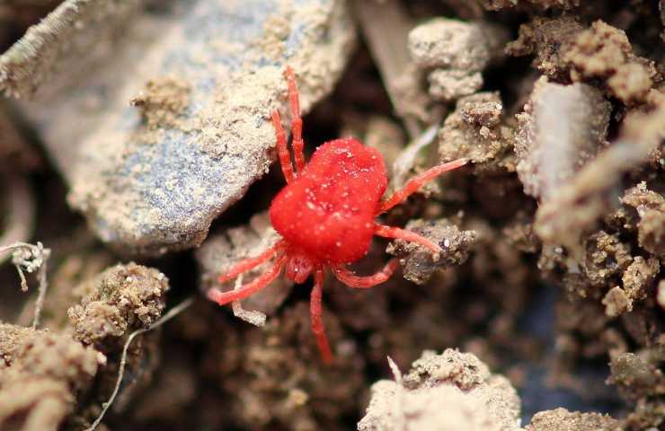 Acaro di velluto rosso