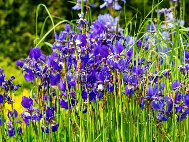 Iris Siberiano