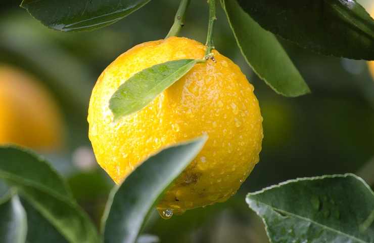 Limone giallo 