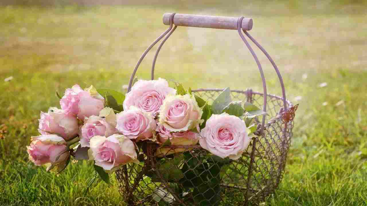 Come far crescere le rose