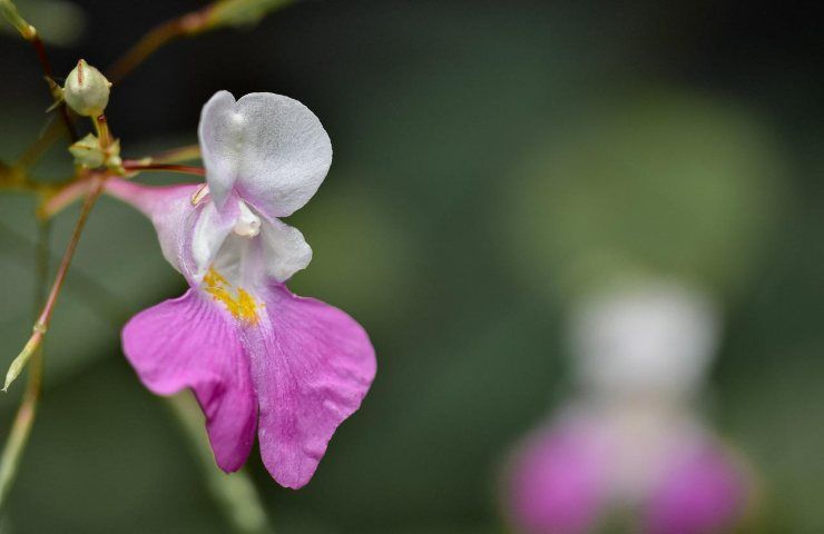 coltivare casa fiore di vetro