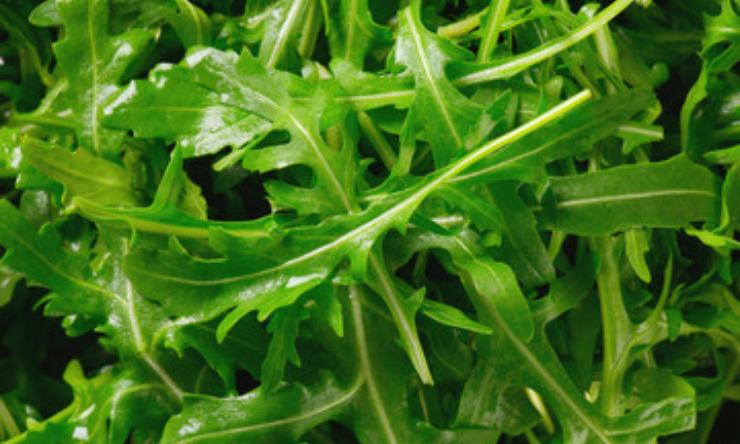 rucola