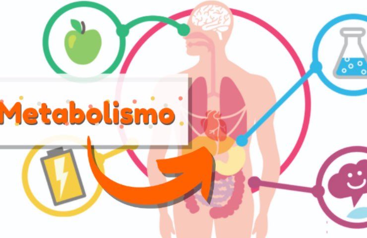 metabolismo processo