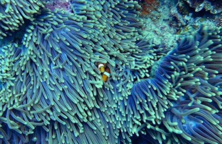 coralli marini