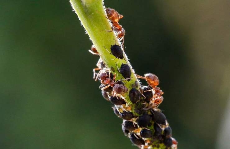 Degli afidi sotto l'attacco di alcune formiche