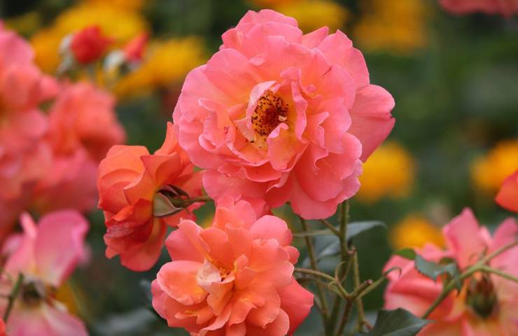 Dei fiori color rosa cipria