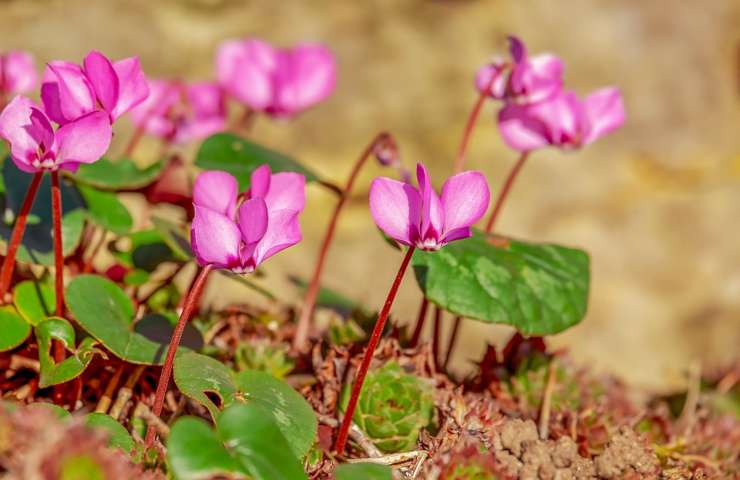 Dei fiori di ciclamino rigogliosi