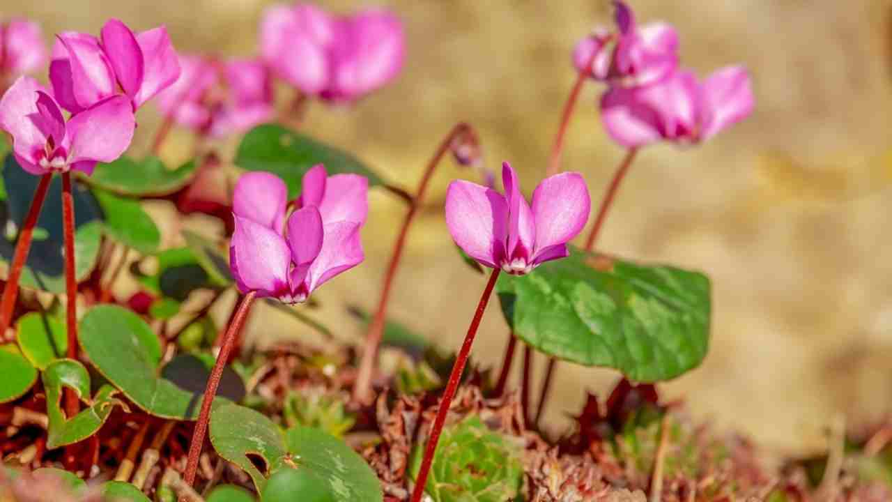 come piantare il ciclamino consigli